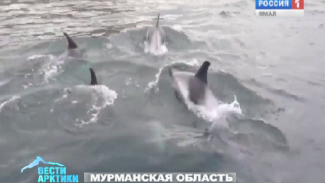 Жители Мурманской области во время рыбалки обнаружили группу дельфинов