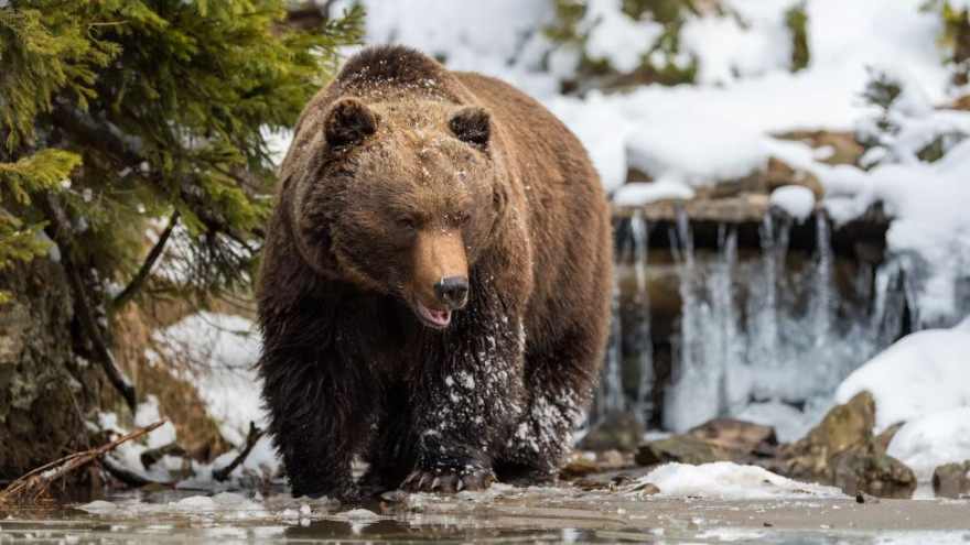 В ЯНАО начался прием заявок на добычу лося и бурого медведя