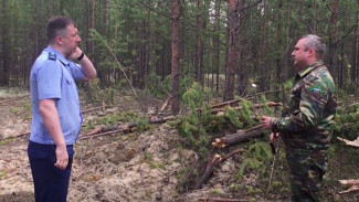 В Ноябрьске возбуждены два уголовных дела по факту незаконной вырубки леса