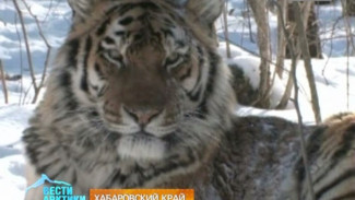 Тигровыми тропами: у егерей Хабаровского края началась «горячая пора» - пришло время диких животных