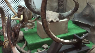Коллекцию древних останков ископаемых животных собрал ценитель и знаток палеофауны из Тюмени