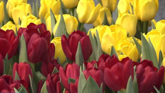 Городские цветы: ноябрьские садоводы готовы засыпать женщин тюльпанами к 8 марта