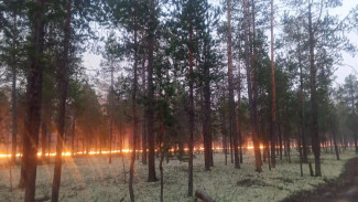 409 человек против огня: как ямальцы сдерживают лесные пожары