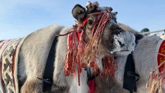 Первый на Ямале День оленевода 2026 года стартовал в Надыме