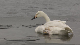 Ямальцы обеспокоены судьбой замерзающего на озере лебедя ВИДЕО