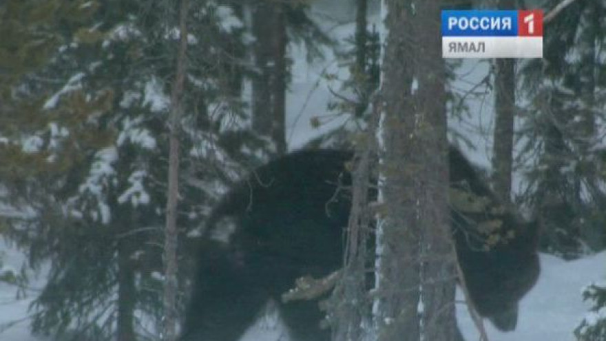 В Приуральском районе медведь напал на оленевода