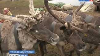 Падеж оленей в Тазовском районе прекратился