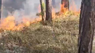 Лес в огне. На тушении природных пожаров в ЯНАО задействованы 245 человек