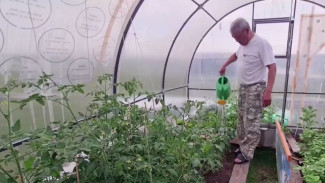 Аграрии-энтузиасты: какие овощные культуры выращивают на Ямале