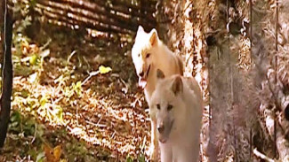 Полярные волки и японские макаки: новоселье в приамурском зоосаде