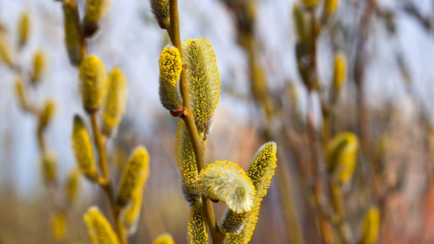 Вербное воскресенье в 2026 году: какого числа, что можно и нельзя делать с вербой