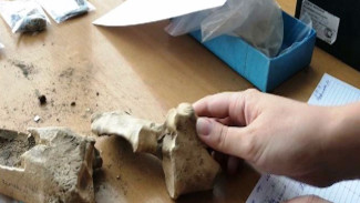 В Приморском крае палеонтологи обнаружили останки носорога Мерка