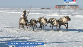 3 дня гуляний! В Яр-Сале кочевники отметили День оленевода