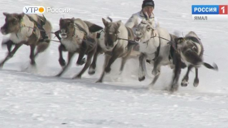 Пуровский район готовится отмечать День оленевода