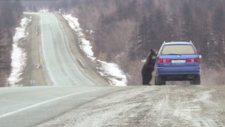 Терроризируют автомобилистов: в Магаданской области орудуют голодные медведи