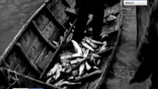 О том, как работницы Тазовского рыбозавода ловили и хранили живое серебро – для фронта и для Победы