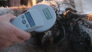 На Ямале в этом году при вакцинации оленей будет проводиться чипирование поголовья