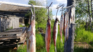 Квоты, доход, места и время для рыбалки: разговор по существу на берегу Оби-кормилицы