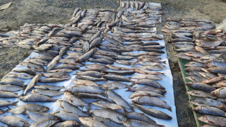 Ущерб свыше миллиона рублей: на Ямале поймали браконьеров с запрещенной рыбой ФОТО