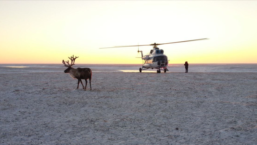 Скрытые камеры для наблюдения за редкими животными установят в нацпарке «Гыданский»