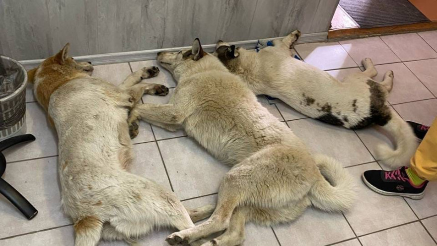 В Салехарде массово отравили бездомных собак
