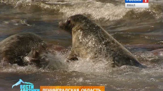 Возвращение домой. Питерские зоологи выпустили в Финский залив спасенных весной тюленят