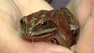 Ученые: сибирская лягушка может не дышать по полгода