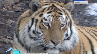 В Приморском Сафари-парке поселили нового хищника – амурского тигра Тихона