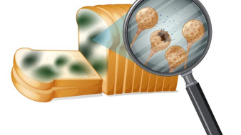 Жителей ЯНАО предупредили о скрытой опасности продуктов с плесенью