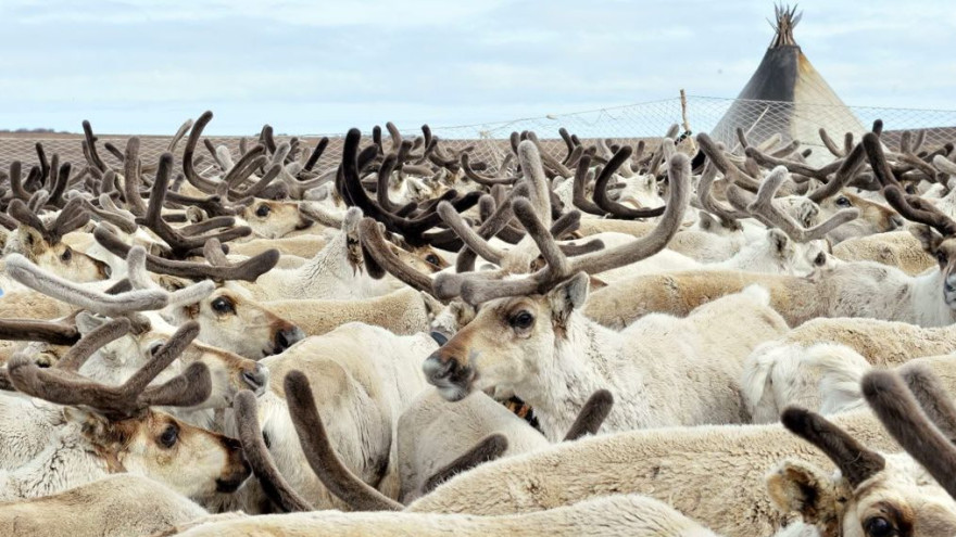 На Ямале пять оленеводческих кооперативов получили субсидии на сумму более 50 млн рублей