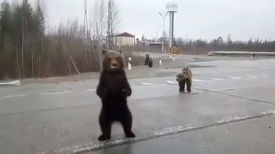 Глава Ноябрьска собрал КЧС для обсуждения ситуации с медведями