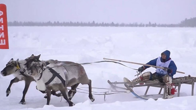 В Ноябрьске с размахом отметили День оленевода