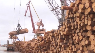 Насекомым-вредителям древесины «закрыт» въезд в Якутию