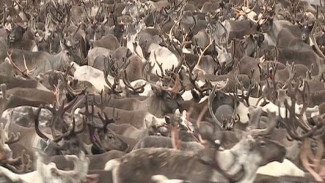 Экспорт оленьих шкур увеличится в три раза: на Ямал переезжает компания «Сибирский олень»