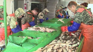 9 тысяч тонн живого серебра: с каким уловом рыбаки Ямала завершают промысел 