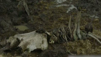 Ученые: найденный в Якутии карликовый мамонт мог быть у древнего человека домашним любимцем