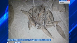 На Ямале у браконьеров обнаружили 47 мешков муксуна