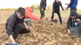 Около 100 тонн картошки планирует собрать в этом году предприятие «Ямальский картофель»
