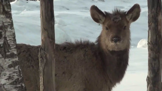 64 марала выпустили в дикую природу в Красноярском крае