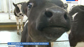 В Аксарке на территорию новой молочной фермы запретили входить посторонним