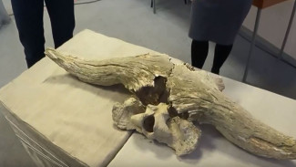 На берегу Обского моря обнаружили останки древнего животного