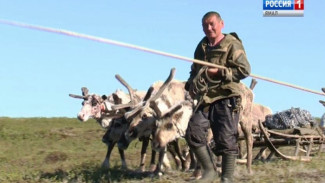 Ямальские оленеводы теперь смогут застраховать свои стада от сибирской язвы