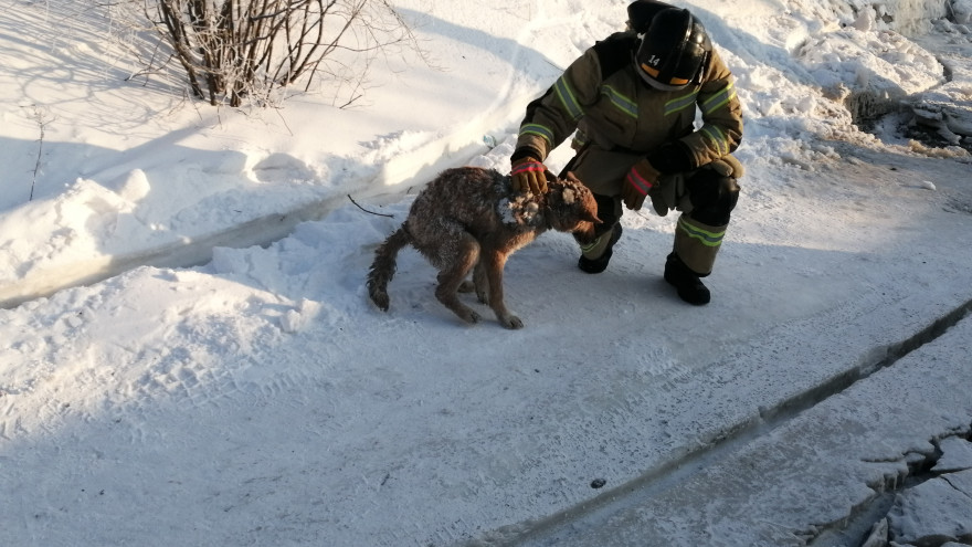 Спустя два дня в Лабытнанги из-под завалов сгоревшего дома огнеборцы вызволили собаку