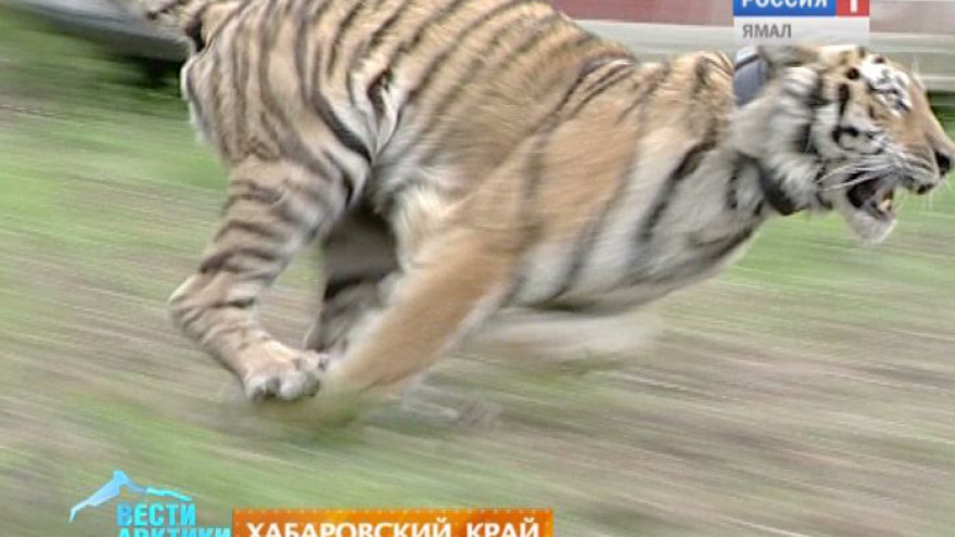 Полосатый хозяин тайги. Сегодня Международный день тигра