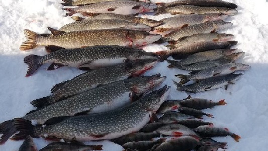 Удачный улов: ямальские рыбаки поймали рыбы на 40 килограмм
