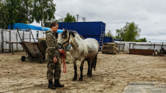 Ученые всероссийского института коневодства изучат генофонд ямальских лошадей