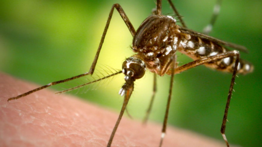 Надежное средство от комаров – ладошка. Народные способы борьбы с двукрылыми гнусами от тазовчан