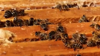 Пчеловоды-блогеры Хабаровска создали свое медиа-пространство