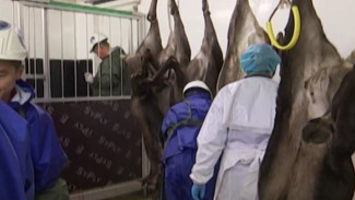 Ямал отправит в Финляндию очередную партию оленьих шкур и пробную партию мяса