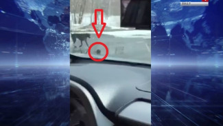 В СМИ появилось сообщение об агрессивном грызуне, который кидается на собак и машины